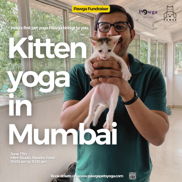 kitten yoga pawga mumbai