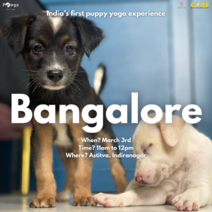 Bangalore puppy yoga pawga