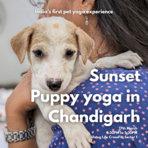 chandigarh puppy yoga pawga