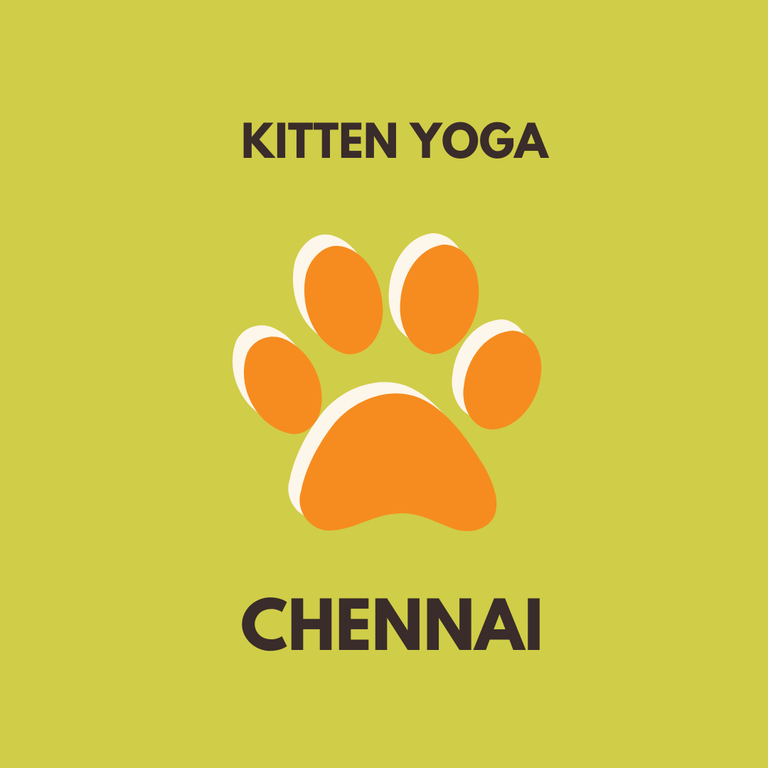 kitten yoga chennai pawga